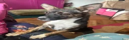 Mixed Breed dogs for adoption: Fig 🩷 in Witney - Advert 2