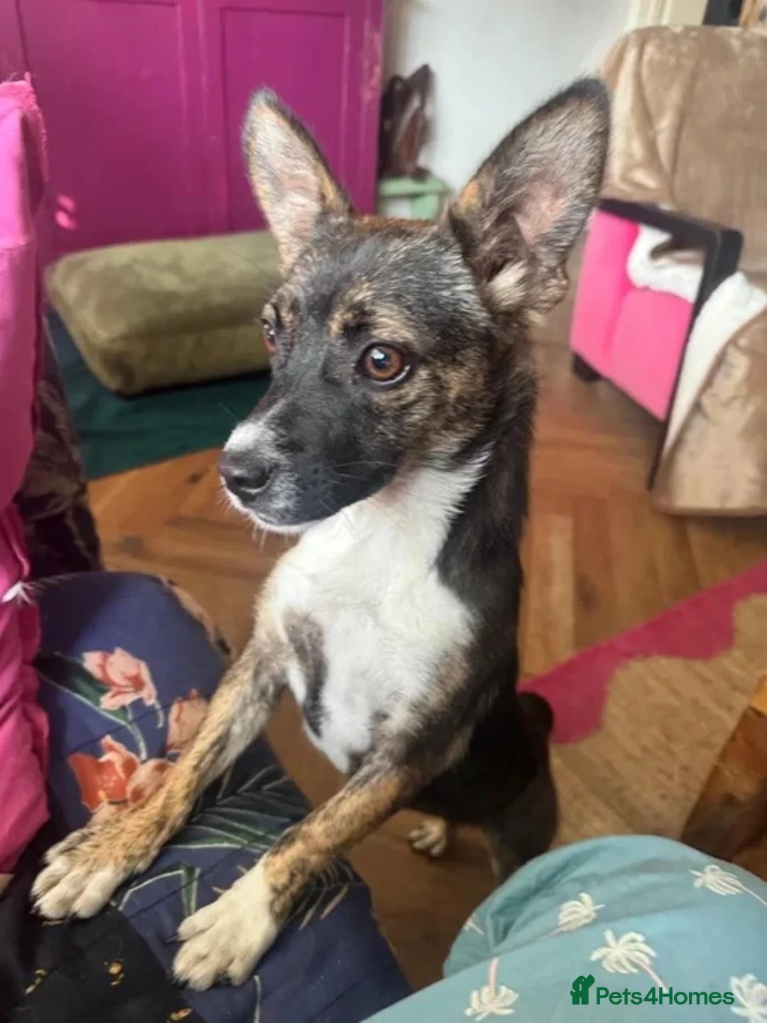Mixed Breed dogs for adoption: Fig 🩷 in Witney - Advert 2