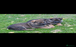 German Shepherd dogs for sale: German Shepherd puppy family guard dogs - Image 13