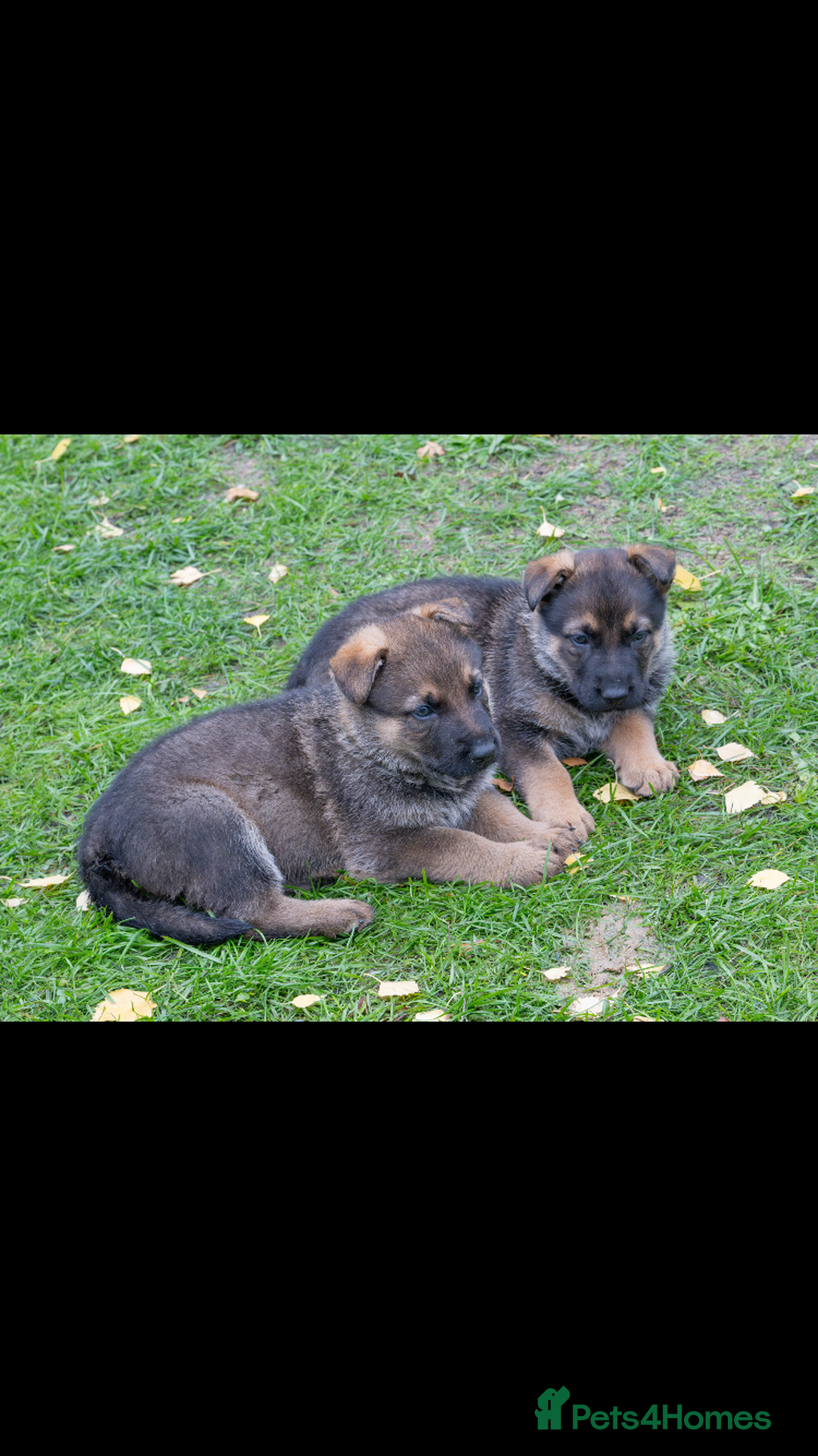 German Shepherd dogs for sale: German Shepherd puppy family guard dogs - Image 13