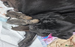 Cane Corso dogs for sale: Cane corso pups - Image 2