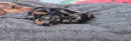 Miniature Dachshund dogs for sale: Miniature Dachshund Puppies - Advert 2