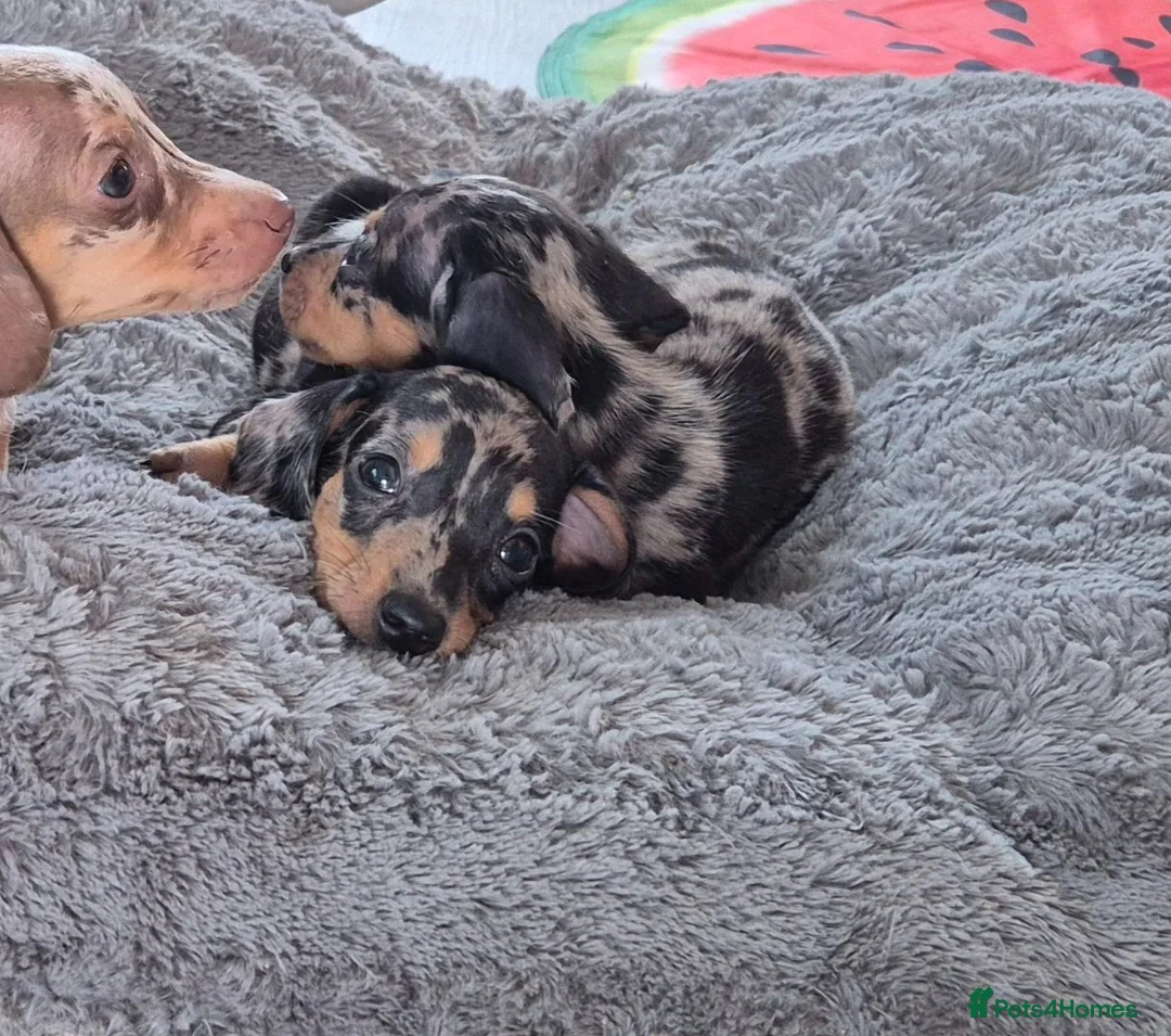 Miniature Dachshund dogs for sale: Miniature Dachshund Puppies - Advert 2