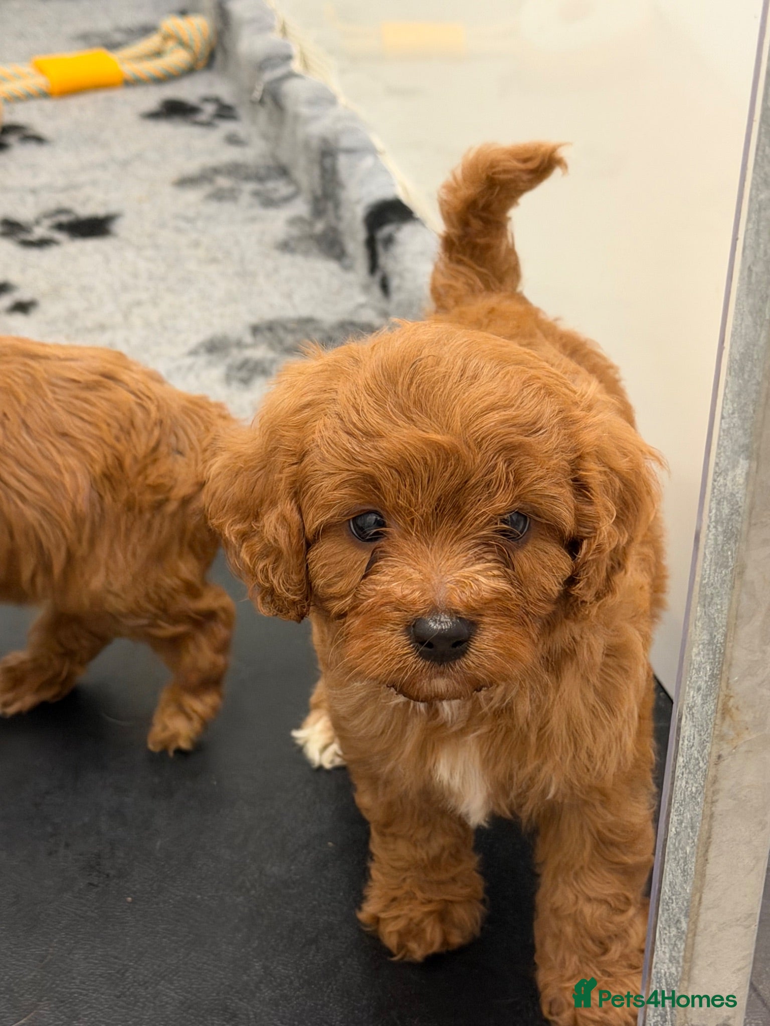 Cavapoo dogs F1 toy cavapoos - Advert 1