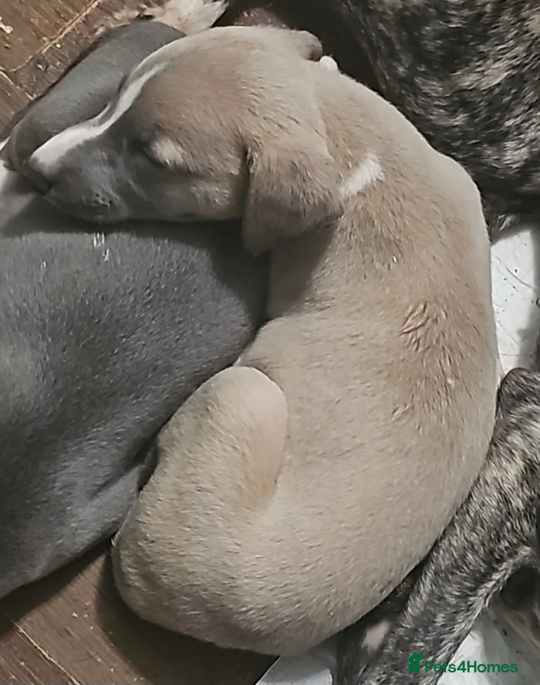 Whippet dogs for sale: READY NOW kc reg blue whippet puppies - Advert 3