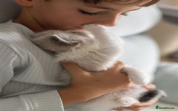 Ragdoll cats for sale: Best Ragdoll Bicolour and Lynx kittens in UK - Image 36