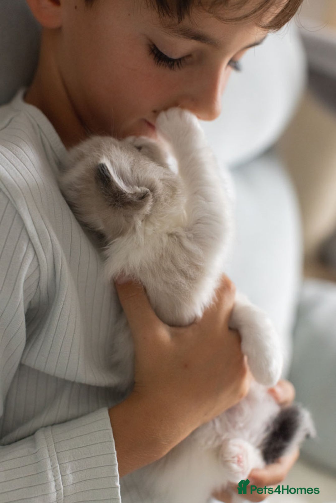 Ragdoll cats for sale: Best Ragdoll Bicolour and Lynx kittens in UK - Image 36