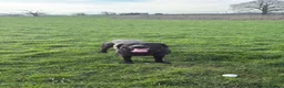 Labrador Retriever dogs for sale: 4 Year Old Labrador Retriever  - Advert 3