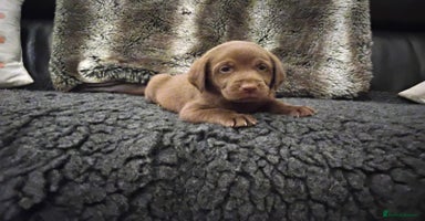 Labrador Retriever dogs - Advert 6