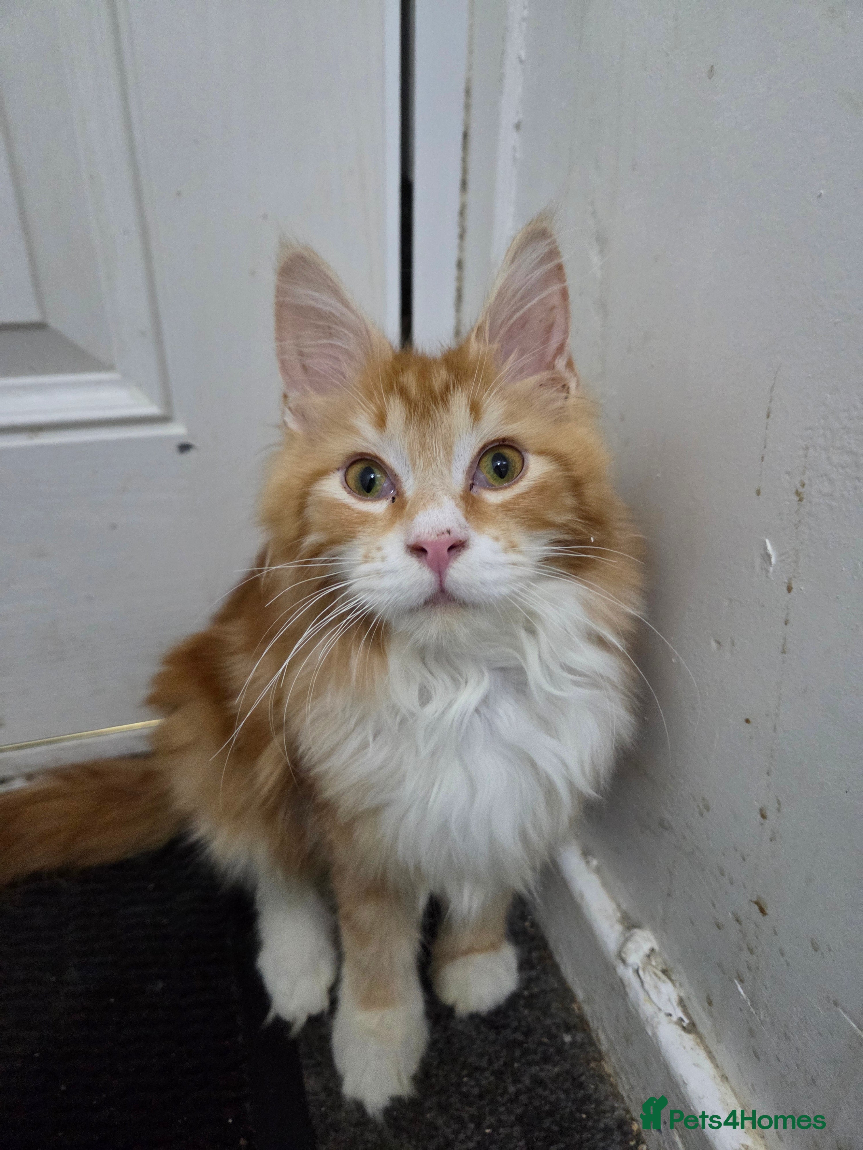 Maine Coon cats Beautiful only red maine coon - Advert 1