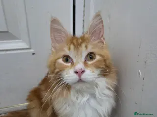 Maine Coon cats Beautiful only red maine coon - Advert 1