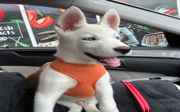 Siberian Husky dogs for sale: Beautiful blue eyed Siberian husky  - Image 5