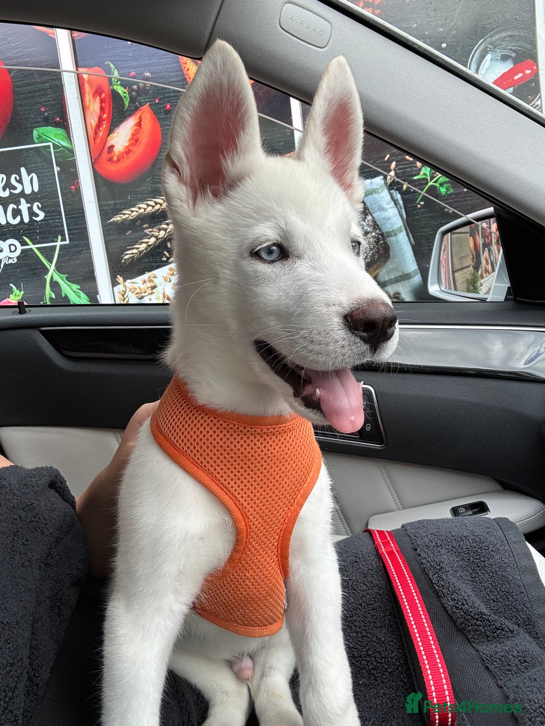 Siberian Husky dogs for sale: Beautiful blue eyed Siberian husky  - Image 5