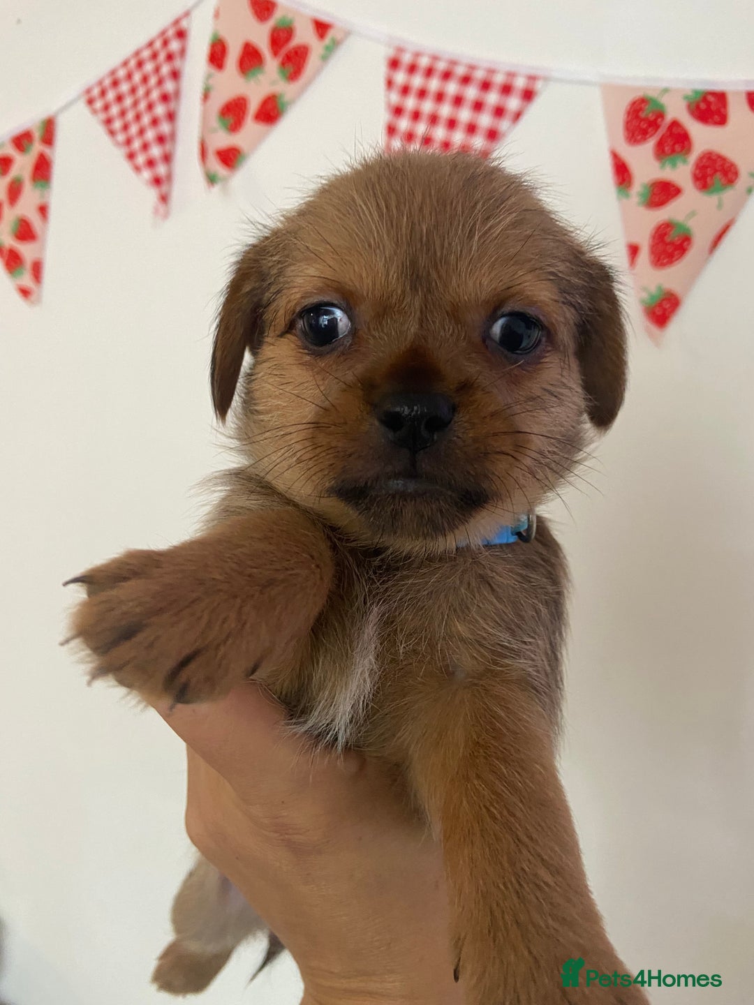 Mixed Breed dogs for sale: Shitzu x Jack Russell puppies  - Image 5
