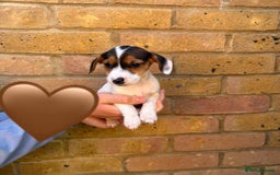 Jack Russell dogs for sale: Jack Russell Puppies - Image 11