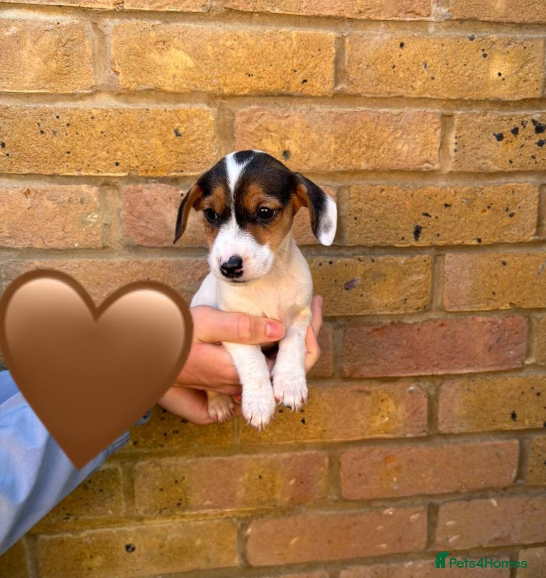 Jack Russell dogs for sale: Jack Russell Puppies - Image 11