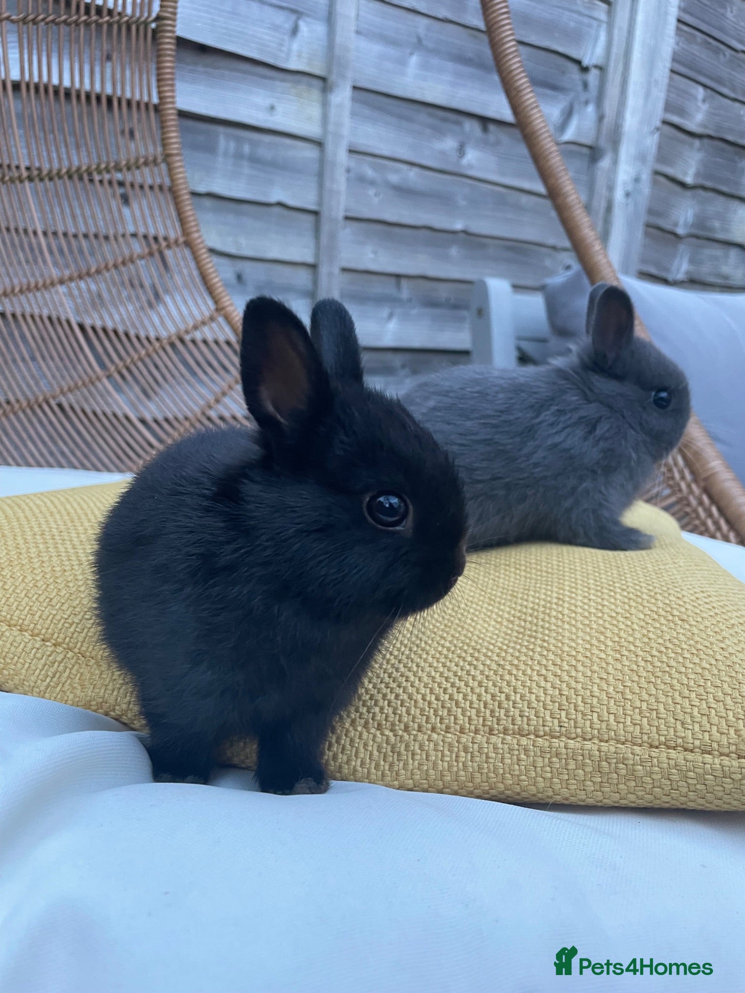 Netherland Dwarf rabbits Sweet Netherland Dwarf Kits - Advert 1