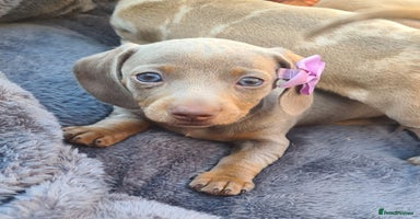 Miniature Dachshund dogs - Advert 2