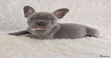 French Bulldog dogs - Advert 6