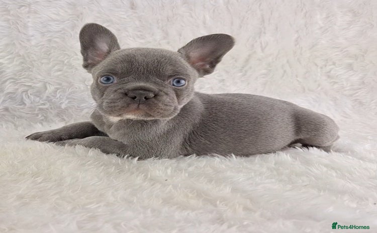 French Bulldog dogs - Advert 1