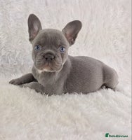 French Bulldog dogs - Advert 5