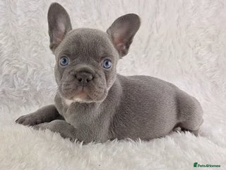 French Bulldog dogs - Advert 4