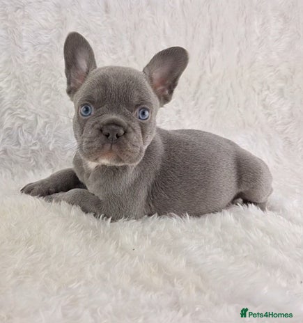 French Bulldog dogs - Advert 1