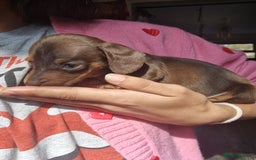 Miniature Dachshund dogs for sale: Miniature Dachshund Pups - Image 5
