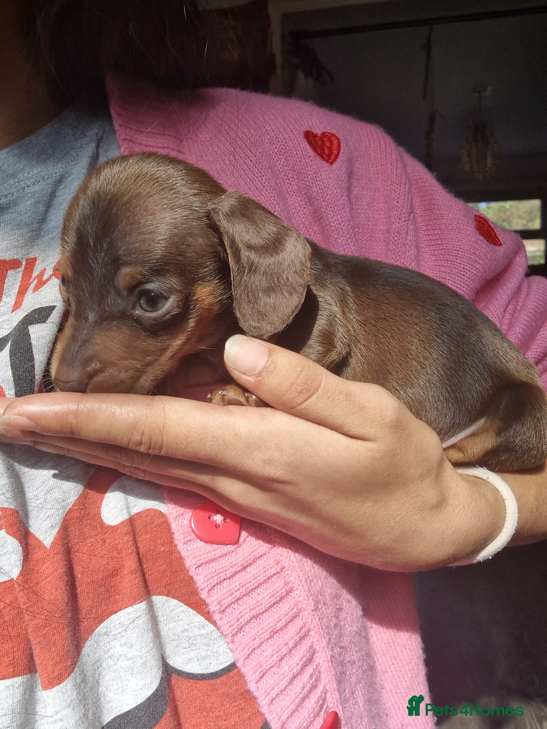 Miniature Dachshund dogs for sale: Miniature Dachshund Pups - Image 5