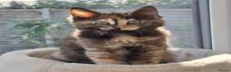 Mixed Breed cats for sale: Polydactyl Brindle Kitten - Advert 2