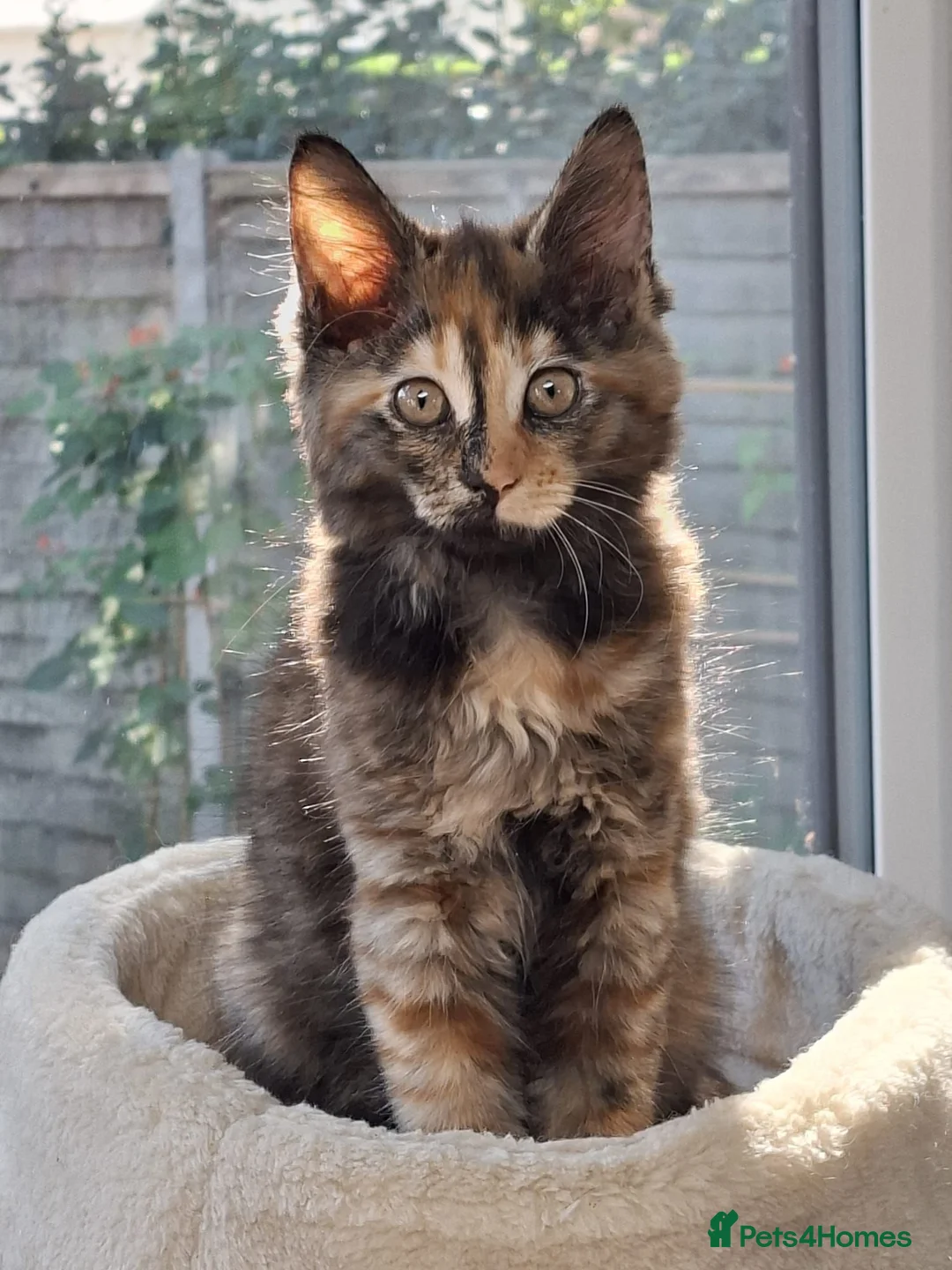Mixed Breed cats for sale: Polydactyl Brindle Kitten - Advert 2