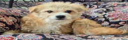 Mixed Breed dogs for adoption: Beautiful little Pearl needs a forever home - Advert 1
