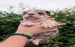 English Bulldog dogs for sale: English Bulldog Puppies  - Advert 38