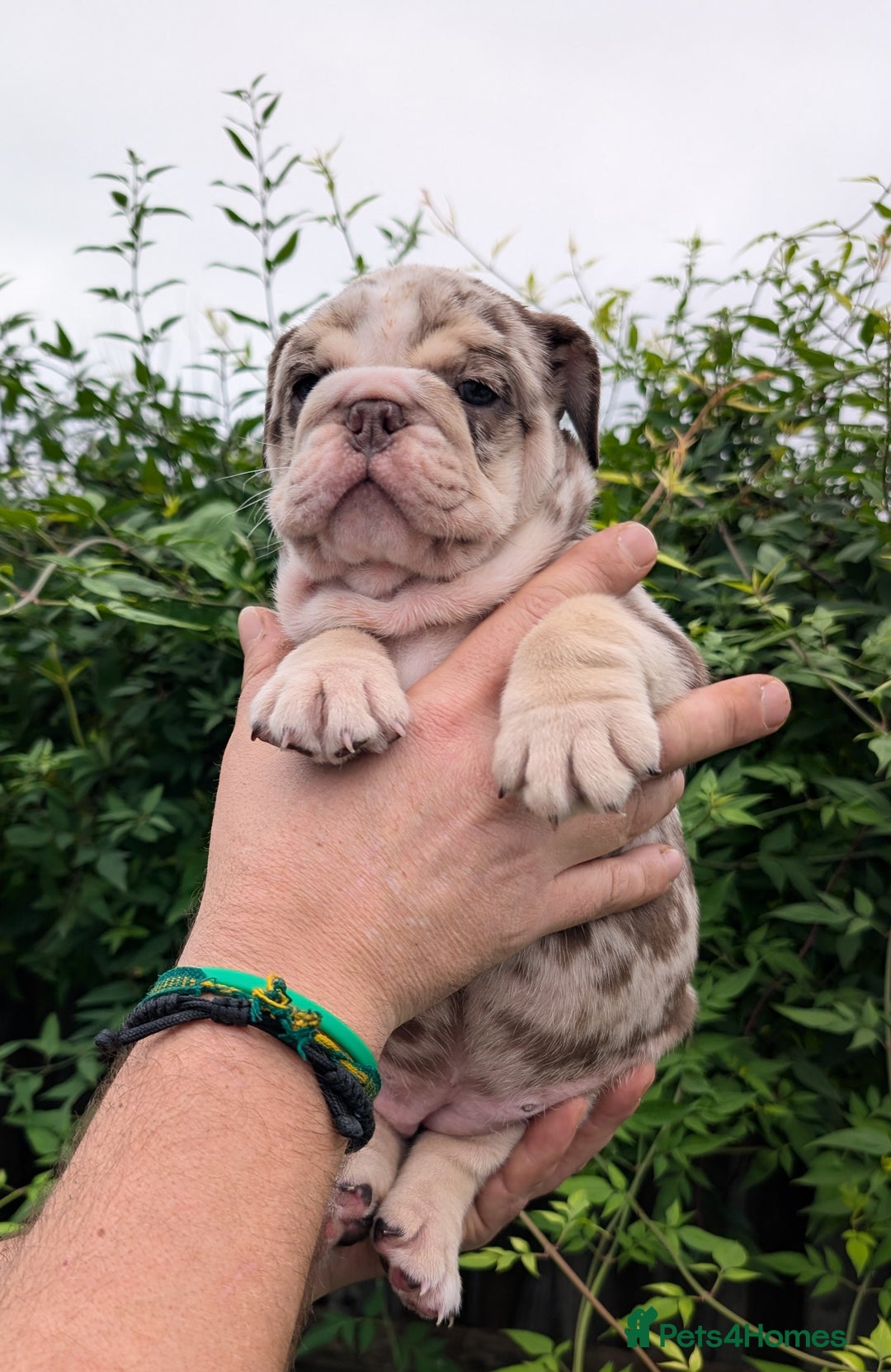 English Bulldog dogs for sale: English Bulldog Puppies  - Advert 38