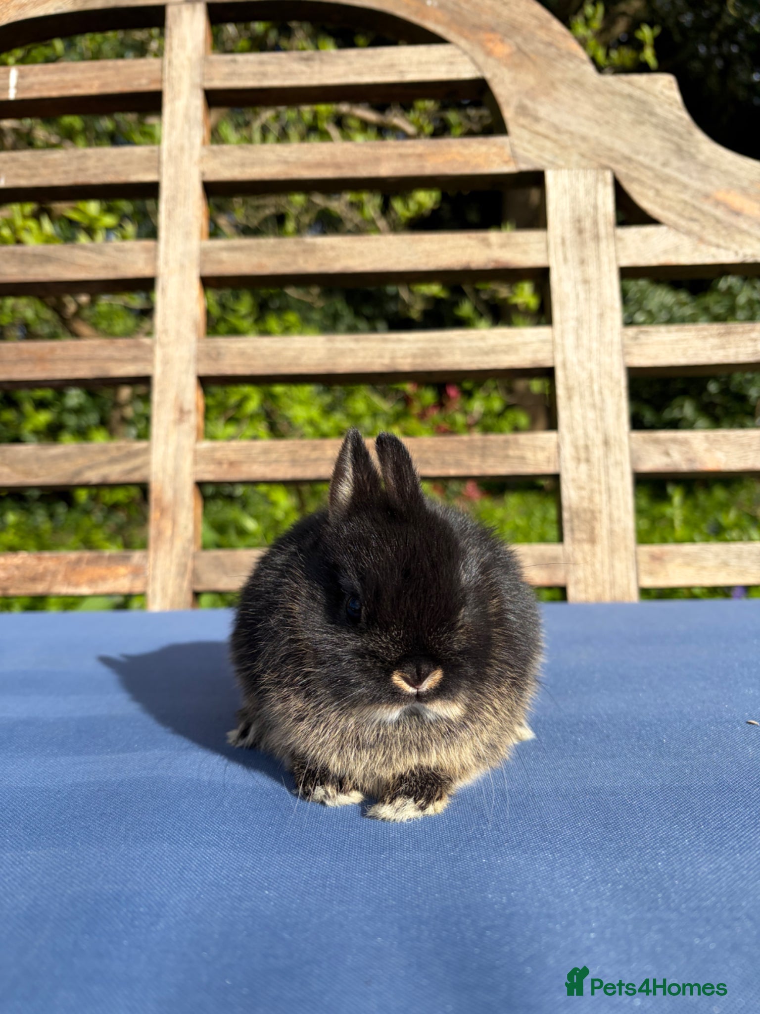 Netherland Dwarf rabbits Gorgeous Black Otter Netherland Dwarfs  - Advert 2