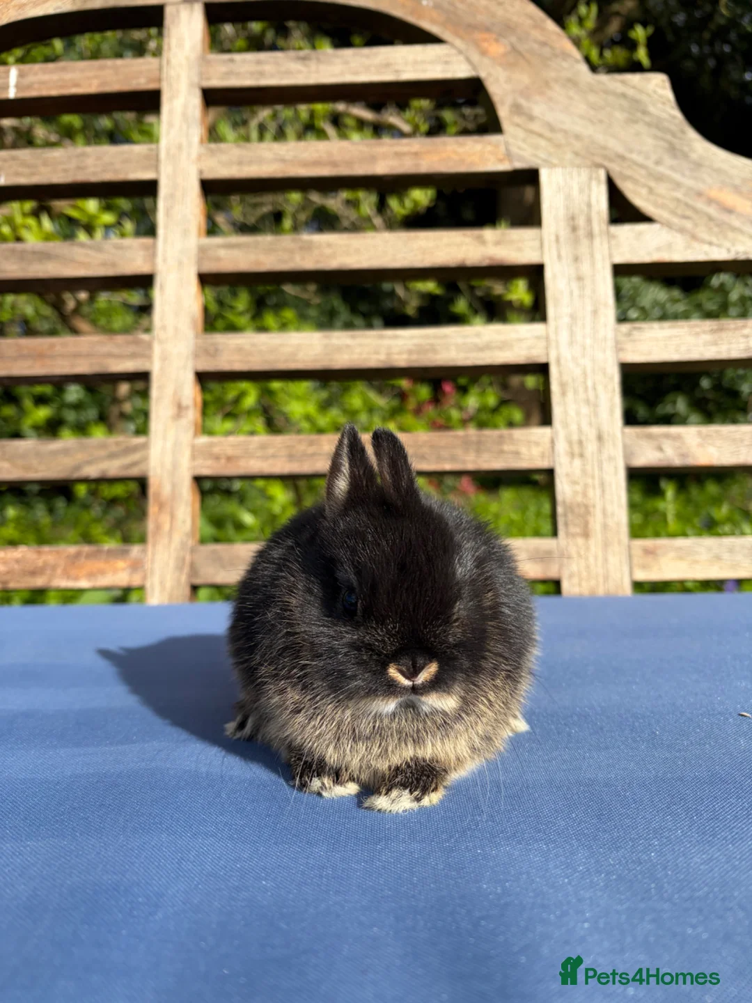 Netherland Dwarf rabbits for sale: Gorgeous Black Otter Netherland Dwarfs  - Advert 2
