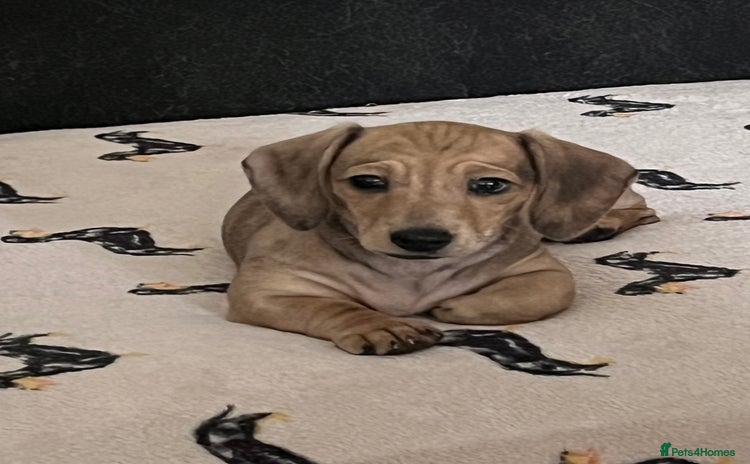 Miniature Dachshund dogs - Advert 5