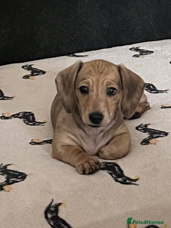 Miniature Dachshund dogs - Advert 4