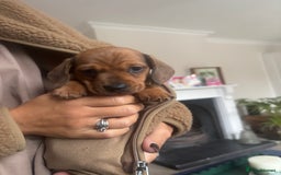 Miniature Dachshund dogs for sale: Miniature smoothed haired dachshund  - Image 2