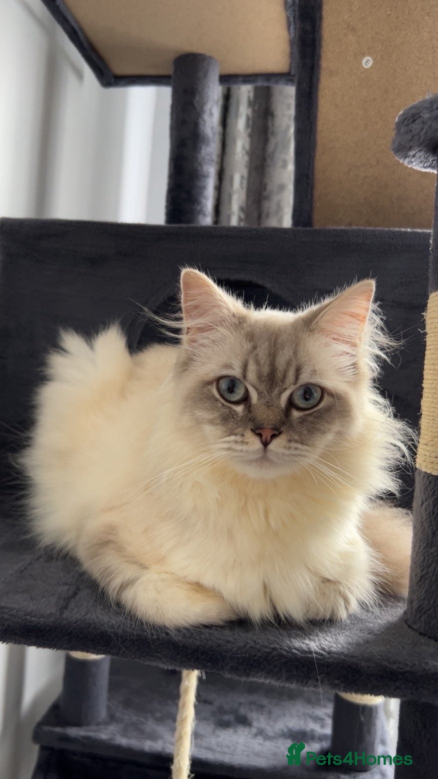 British Longhair cats British longhair cat 10 months old - Advert 1
