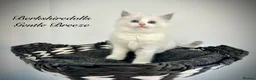 Ragdoll cats for sale: Gorgeous kittens with true ragdoll character - Advert 19
