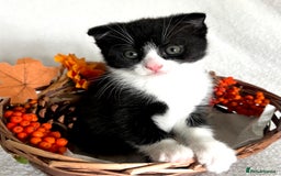 Scottish Fold cats for sale: Scottish fold kittens - Image 3