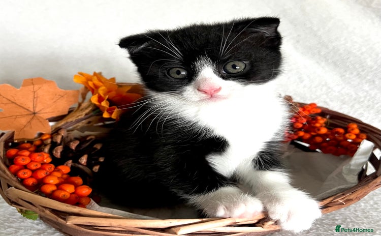 Scottish Fold cats - Advert 8