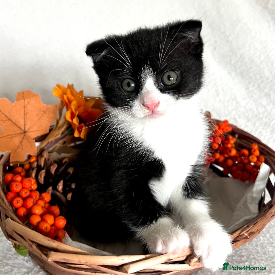 Scottish Fold cats for sale: Scottish fold kittens - Image 3