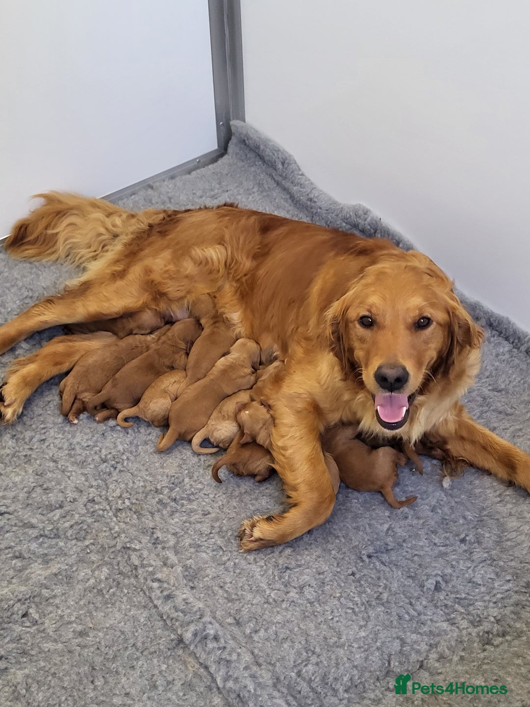 Mini Goldendoodle dogs for sale: Miniature golden doodles for sale  - Image 1