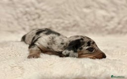 Miniature Dachshund dogs for sale: Short Haired Miniature Dachshunds - Image 3