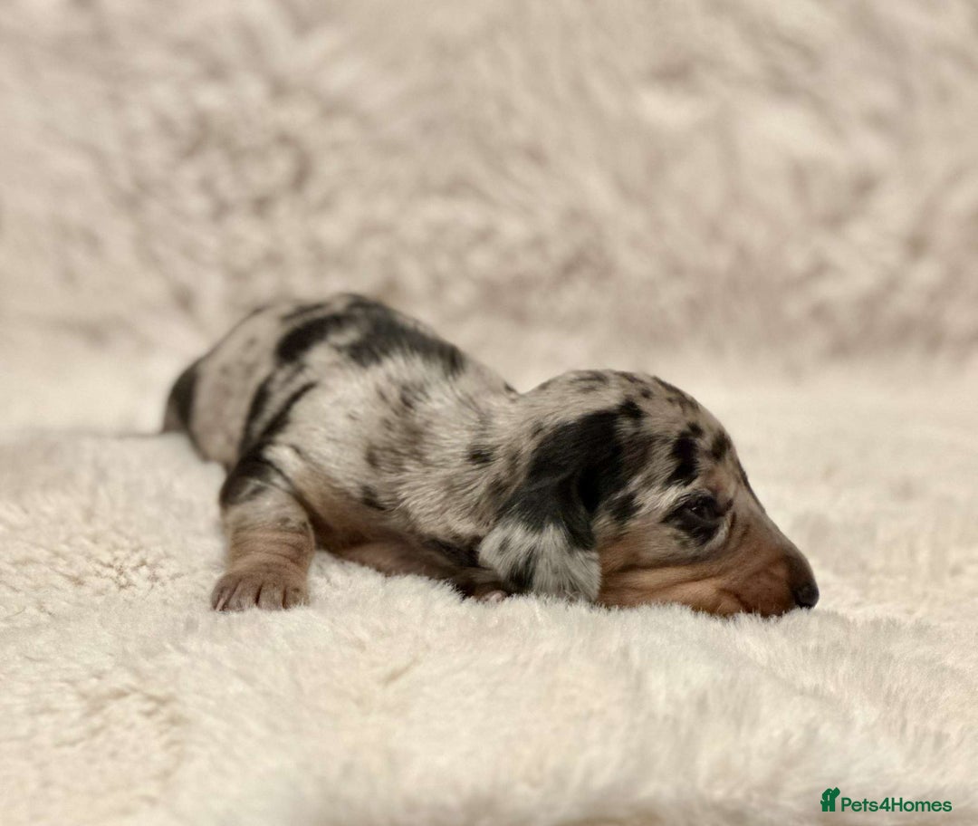 Miniature Dachshund dogs for sale: Short Haired Miniature Dachshunds - Image 3