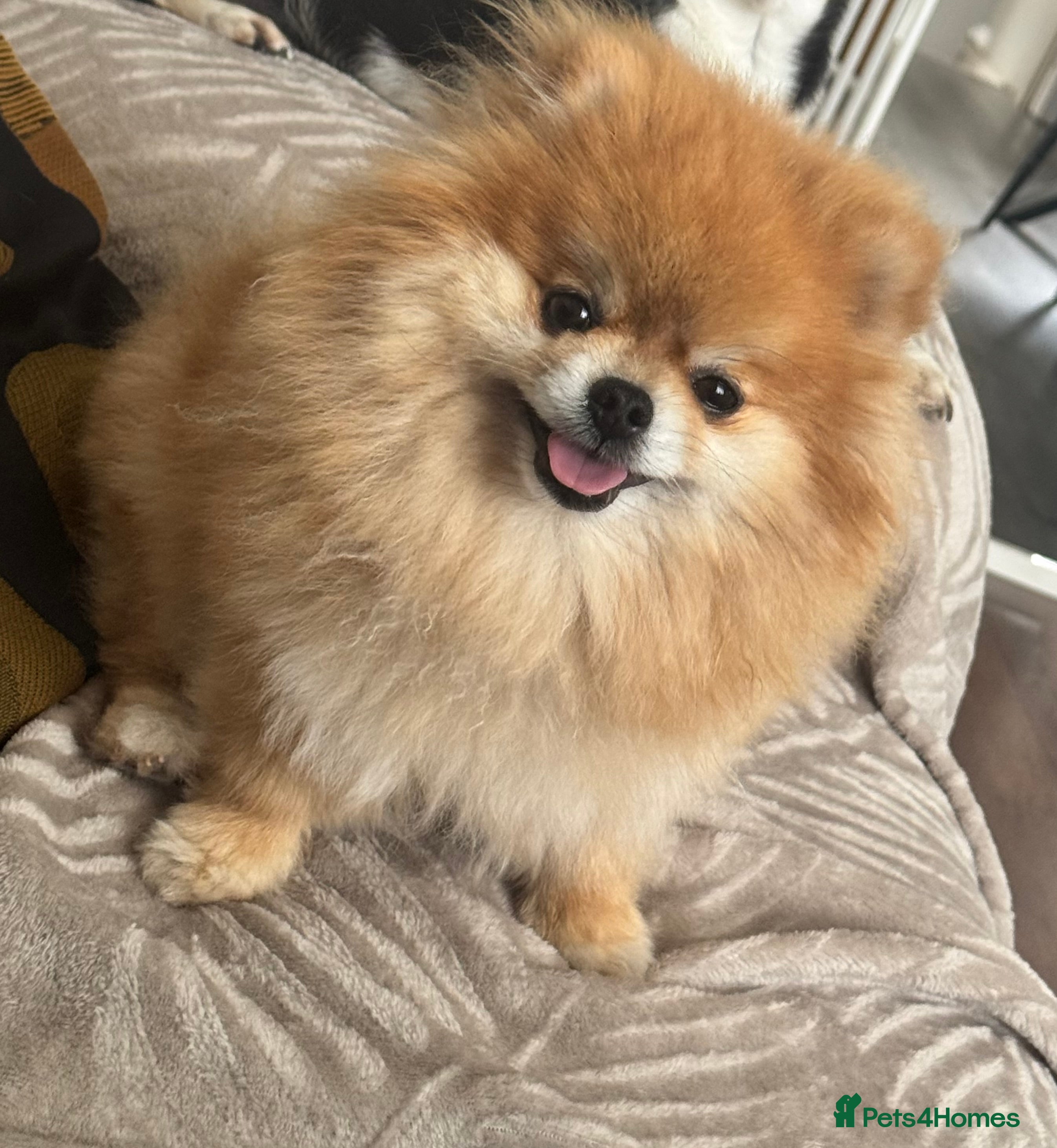 Pomeranian dogs Miniature Pomeranian Girl  - Advert 7