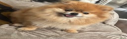 Pomeranian dogs for sale: Miniature Pomeranian Girl  - Advert 1