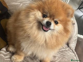 Pomeranian dogs Miniature Pomeranian Girl - Advert 7